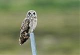 Short-eared Owlborder=